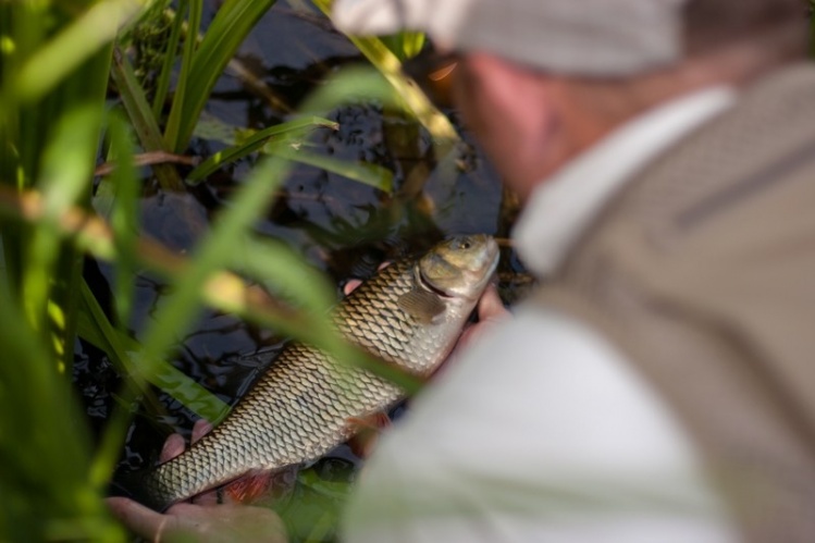 Not so big but very chalenging on wild crystal clear river. Catched on foam imitation of insect.