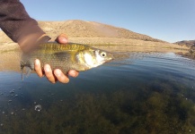  Foto de Pesca con Mosca de Pejerrey compartida por Rio Dorado Lodge – Fly dreamers