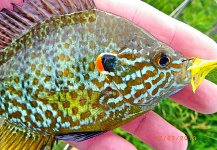 David Merical 's Fly-fishing Photo of a Pumpkinseed – Fly dreamers 