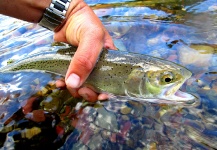  Fotografía de Pesca con Mosca de Trucha arcoiris por Jay Perry – Fly dreamers 