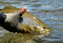 Fly-fishing Picture of Brown trout shared by Franco Rossi – Fly dreamers