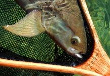 Nick Laferriere 's Fly-fishing Pic of a Grayling – Fly dreamers 