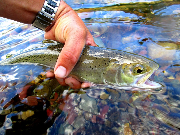 McDonald Creek, Mt. (Glacier National Park) 07/28/13