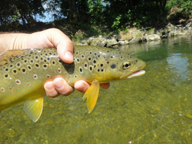 Brown Trout catturata sulla Traun Tedesca in località Traunstain