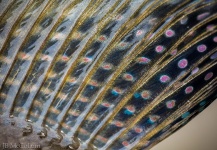 Fly-fishing Photo of Grayling shared by JB McCollum – Fly dreamers 