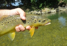 Massimo Feliziani 's Fly-fishing Image of a Brown trout – Fly dreamers 