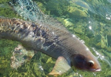 Nick Laferriere 's Fly-fishing Image of a Grayling – Fly dreamers 