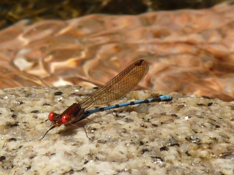 Damsel, Nono, Cordoba ,Argentina