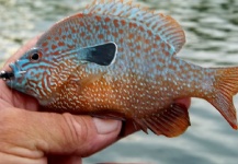 Fly-fishing Pic of Sunfish shared by Greg McBill – Fly dreamers 
