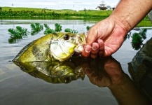 Victor Coutinho 's Fly-fishing Photo of a Peacock Bass – Fly dreamers 