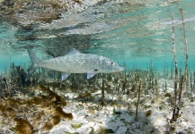 Diego Gimenes 's Fly-fishing Pic of a Bonefish – Fly dreamers 