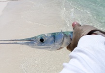 Fly-fishing Photo of Spanish Mackerel shared by Pablo Xavier Goldaracena – Fly dreamers 