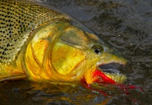 Fly-fishing Picture of Golden Dorado shared by Marcelo Morales – Fly dreamers