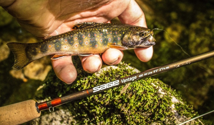 Little native Brookie. 