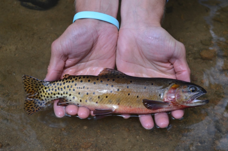 Backcountry Greenback cutthroat.