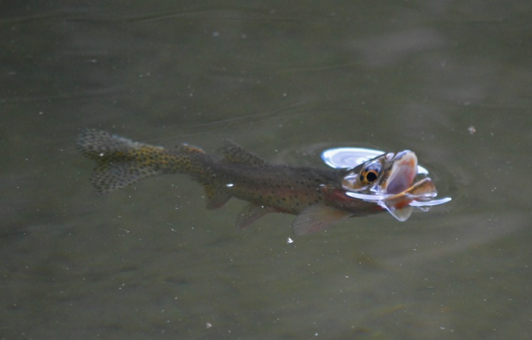 Greenback cutthroat rising for a midge.