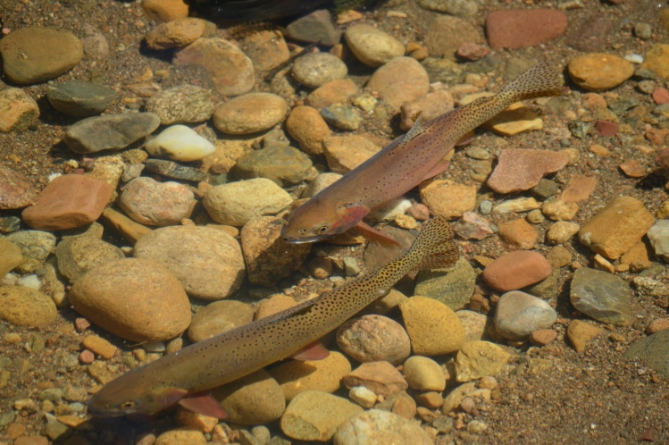 Greenback cutthroats spawning.