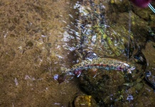  Foto de Pesca con Mosca de Trucha arcoiris compartida por Drew Fuller – Fly dreamers