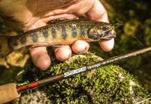  Fotografía de Pesca con Mosca de Trucha de arroyo o fontinalis por Drew Fuller – Fly dreamers 