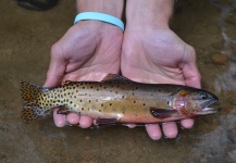 Fly-fishing Photo of Cutthroat shared by Jim Kilpatrick – Fly dreamers 