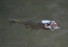 Fly-fishing Pic of Cutthroat shared by Jim Kilpatrick – Fly dreamers 