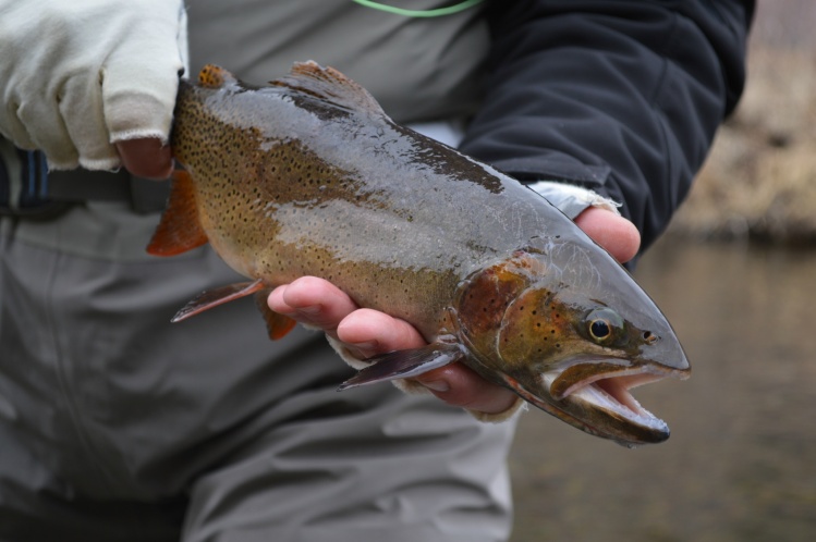 Nice male rainbow in spawning colors