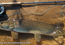 Fly-fishing Picture of Pike shared by Nick Laferriere – Fly dreamers