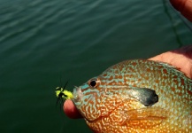 Greg McBill 's Fly-fishing Photo of a Sunfish – Fly dreamers 