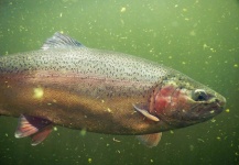 Heli Herrera 's Fly-fishing Photo of a Rainbow trout – Fly dreamers 