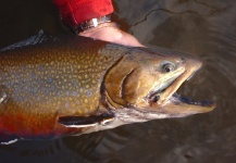 Brookies