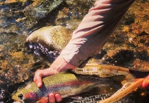  Fotografía de Pesca con Mosca de Trucha arcoiris por Peter Breeden – Fly dreamers