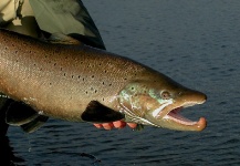 Marcelo Morales 's Fly-fishing Photo of a Sea-Trout – Fly dreamers 