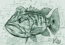 Peacock Bass - Pencil Drawing by Kid Ocelos - Fly dreamers