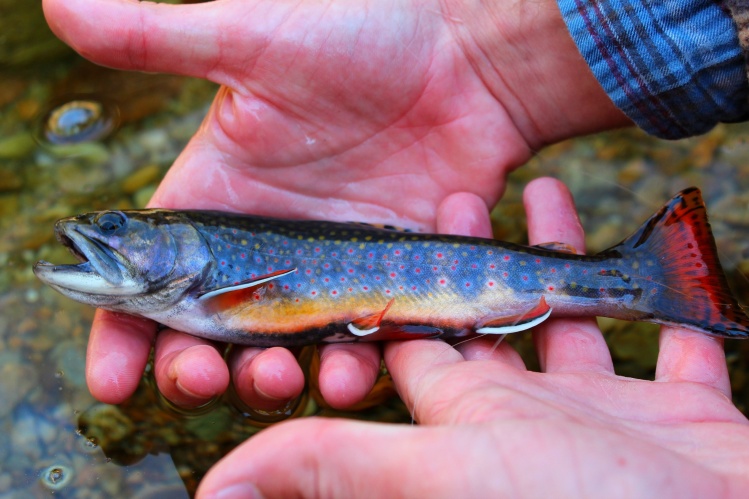 Another little native Brook 