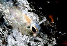  Foto de Pesca con Mosca de Trucha arcoiris por Rudesindo Fariña – Fly dreamers 