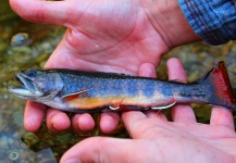  Fotografía de Pesca con Mosca de Trucha de arroyo o fontinalis por Drew Fuller – Fly dreamers 