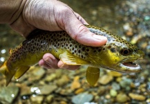  Imagen de Pesca con Mosca de Trucha marrón compartida por Drew Fuller – Fly dreamers