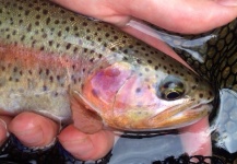 Fly-fishing Pic of Rainbow trout shared by Chris Gay – Fly dreamers 