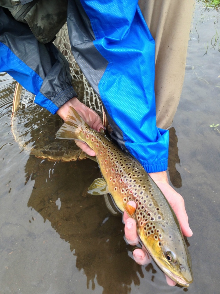 Same beautiful 18 inch small stream brown.