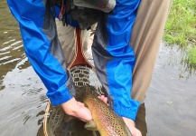  Captura de Pesca con Mosca de Salmo fario por Peter Breeden – Fly dreamers