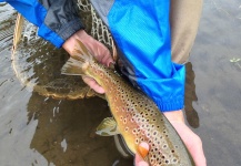  Fotografía de Pesca con Mosca de Salmo fario por Peter Breeden – Fly dreamers