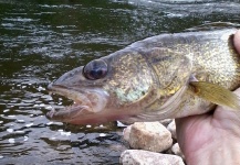 Fly-fishing Photo of Walleye shared by Anguel Dimitrov – Fly dreamers 