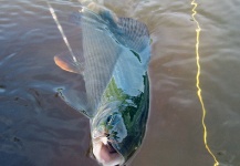 Fly-fishing Picture of Grayling shared by Konstantin Shorin – Fly dreamers
