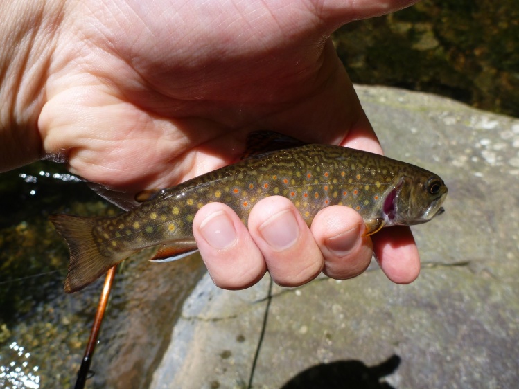 Brook Trout - N. Fork of the Moorman's River