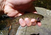 Billy Hendricks 's Fly-fishing Photo of a Brook trout – Fly dreamers 