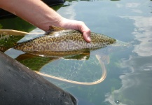 Billy Hendricks 's Fly-fishing Photo of a Tiger Trout – Fly dreamers 