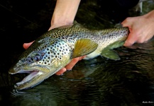 Fly-fishing Picture of Brown trout shared by Nicolas Buoro – Fly dreamers