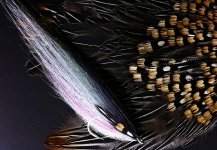  Atado de mosca para Striper  por Rachel Marie – Fly dreamers 