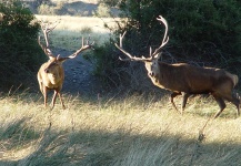 pelea de ciervos y mas / deer fight and more (Caleufu - Patagonia - Argentina)