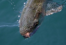  Foto de Pesca con Mosca de Trucha arcoiris compartida por Rudesindo Fariña – Fly dreamers